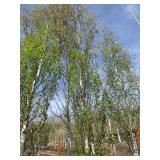 Parkland Pillar Birch, 17ft, 3-1/2"...