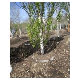 Parkland Pillar Birch, 17ft, 3-1/2"...
