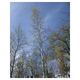 Whitespire Birch, 21ft, 4" ca...
