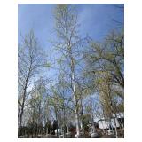 Whitespire Birch, 21ft, 4" ca...