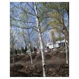 Whitespire Birch, 21ft, 4" ca...