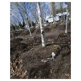 Whitespire Birch, 21ft, 4" ca...
