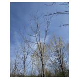 Green Mountain Maple, 16ft, 2-1/2" ...