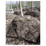 Green Mountain Maple, 16ft, 2-1/2" ...