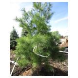 White Pine, 6ft...