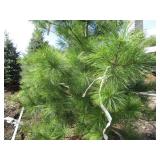 White Pine, 6ft...