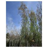 Parkland Pillar Birch, 16ft, 3" ca...