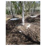 Parkland Pillar Birch, 16ft, 3" ca...