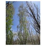 Parkland Pillar Birch, 18ft, 3" ca...