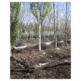Parkland Pillar Birch, 18ft, 3" ca...