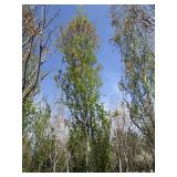 Parkland Pillar Birch, 16ft, 3" ca...