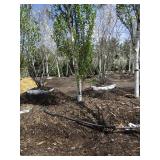 Parkland Pillar Birch, 16ft, 3" ca...