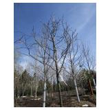 Skyline Locust, 12-1/2ft, 2" ca...