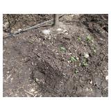 Skyline Locust, 12-1/2ft, 2" ca...