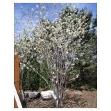 Serviceberry, 9ft...