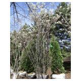 Serviceberry, 8ft...