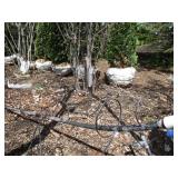 Serviceberry, 8ft...