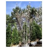 Serviceberry, 9ft...
