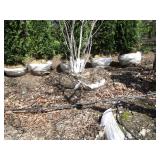 Serviceberry, 9ft...