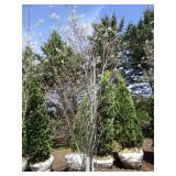 Serviceberry, 8ft...