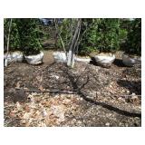Serviceberry, 8ft...