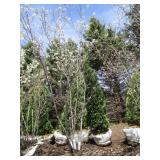 Serviceberry, 8ft...