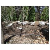 Serviceberry, 8ft...