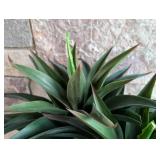 UL - Artificial Yucca Plant in Black Square Planter - 2.5 ft Tall
