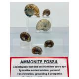 A collection of six polished Madagascar ammonite fossils showcasing intricate Cretaceous-era suture patterns.