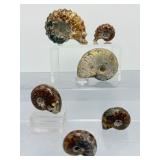 A collection of six polished Madagascar ammonite fossils showcasing intricate Cretaceous-era suture patterns.