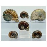A collection of six polished Madagascar ammonite fossils showcasing intricate Cretaceous-era suture patterns.