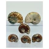 A collection of six polished Madagascar ammonite fossils showcasing intricate Cretaceous-era suture patterns.