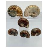 A collection of six polished Madagascar ammonite fossils showcasing intricate Cretaceous-era suture patterns.