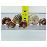 A collection of six polished Madagascar ammonite fossils showcasing intricate Cretaceous-era suture patterns.