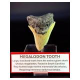 Fossilized Megalodon tooth from the extinct shark Otodus megalodon. These sharks were the ocean's ultimate apex predators, roaming the seas approximately 23 to 3.6 million years ago