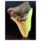 Fossilized Megalodon tooth from the extinct shark Otodus megalodon. These sharks were the ocean's ultimate apex predators, roaming the seas approximately 23 to 3.6 million years ago