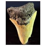 Fossilized Megalodon tooth from the extinct shark Otodus megalodon. These sharks were the ocean's ultimate apex predators, roaming the seas approximately 23 to 3.6 million years ago