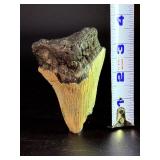 Fossilized Megalodon tooth from the extinct shark Otodus megalodon. These sharks were the ocean's ultimate apex predators, roaming the seas approximately 23 to 3.6 million years ago