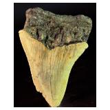 Fossilized Megalodon tooth from the extinct shark Otodus megalodon. These sharks were the ocean's ultimate apex predators, roaming the seas approximately 23 to 3.6 million years ago