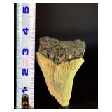 Fossilized Megalodon tooth from the extinct shark Otodus megalodon. These sharks were the ocean's ultimate apex predators, roaming the seas approximately 23 to 3.6 million years ago