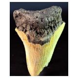 Fossilized Megalodon tooth from the extinct shark Otodus megalodon. These sharks were the ocean's ultimate apex predators, roaming the seas approximately 23 to 3.6 million years ago