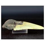 Fossilized Megalodon tooth from the extinct shark Otodus megalodon. These sharks were the ocean's ultimate apex predators, roaming the seas approximately 23 to 3.6 million years ago