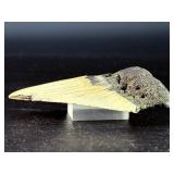 Fossilized Megalodon tooth from the extinct shark Otodus megalodon. These sharks were the ocean's ultimate apex predators, roaming the seas approximately 23 to 3.6 million years ago
