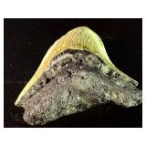 Fossilized Megalodon tooth from the extinct shark Otodus megalodon. These sharks were the ocean's ultimate apex predators, roaming the seas approximately 23 to 3.6 million years ago