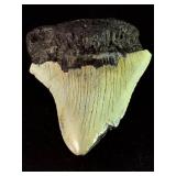 Fossilized Megalodon tooth from the extinct shark Otodus megalodon. These sharks were the ocean's ultimate apex predators, roaming the seas approximately 23 to 3.6 million years ago