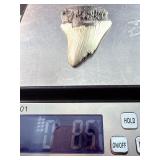Fossilized Megalodon tooth from the extinct shark Otodus megalodon. These sharks were the ocean's ultimate apex predators, roaming the seas approximately 23 to 3.6 million years ago