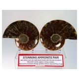Exceptional Pair of Polished Cleoniceras Ammonites | 110M Year-Old Cretaceous Fossils | Intricate 'Oak-Leaf' Suture Pattern | Mahajanga, Madagascar