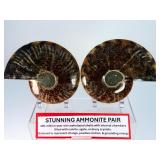 Exceptional Pair of Polished Cleoniceras Ammonites | 110M Year-Old Cretaceous Fossils | Intricate 'Oak-Leaf' Suture Pattern | Mahajanga, Madagascar