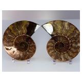 Exceptional Pair of Polished Cleoniceras Ammonites | 110M Year-Old Cretaceous Fossils | Intricate 'Oak-Leaf' Suture Pattern | Mahajanga, Madagascar
