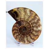 Exceptional Pair of Polished Cleoniceras Ammonites | 110M Year-Old Cretaceous Fossils | Intricate 'Oak-Leaf' Suture Pattern | Mahajanga, Madagascar